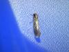 Monopis sp.